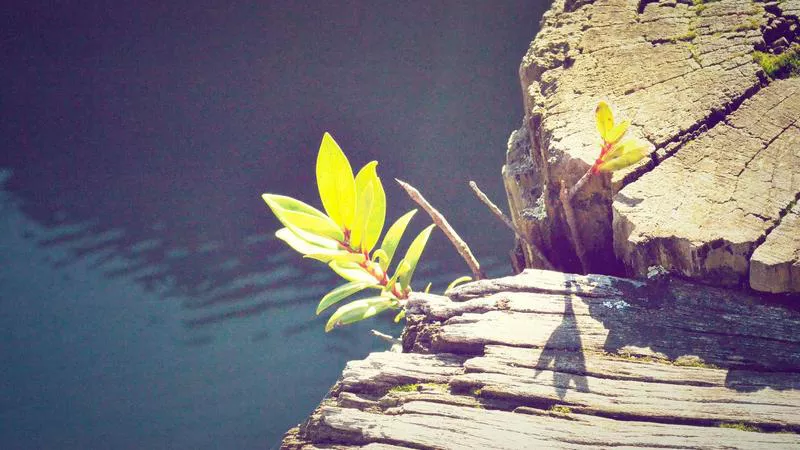 Phân tích chuyên sâu hình ảnh Vai trò của hệ thống trung gian ký quỹ Escrow bảo vệ người mua